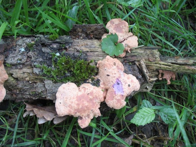 Hapalopilus rutilans 